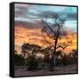 Awesome South Africa Collection Square - Sunrise over Savanna-Philippe Hugonnard-Framed Stretched Canvas