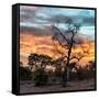 Awesome South Africa Collection Square - Sunrise over Savanna-Philippe Hugonnard-Framed Stretched Canvas