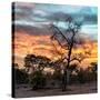 Awesome South Africa Collection Square - Sunrise over Savanna-Philippe Hugonnard-Stretched Canvas