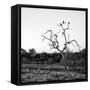Awesome South Africa Collection Square - Three Whitebacked Vulture on the Tree at Sunrise B&W-Philippe Hugonnard-Framed Stretched Canvas