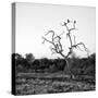 Awesome South Africa Collection Square - Three Whitebacked Vulture on the Tree at Sunrise B&W-Philippe Hugonnard-Stretched Canvas