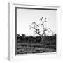 Awesome South Africa Collection Square - Three Whitebacked Vulture on the Tree at Sunrise B&W-Philippe Hugonnard-Framed Photographic Print