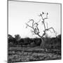 Awesome South Africa Collection Square - Three Whitebacked Vulture on the Tree at Sunrise B&W-Philippe Hugonnard-Mounted Photographic Print