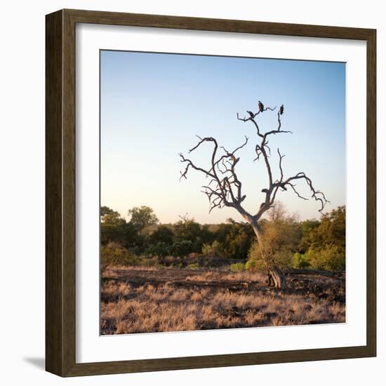 Awesome South Africa Collection Square - Three Whitebacked Vulture on the Tree at Sunrise-Philippe Hugonnard-Framed Photographic Print