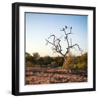 Awesome South Africa Collection Square - Three Whitebacked Vulture on the Tree at Sunrise-Philippe Hugonnard-Framed Photographic Print