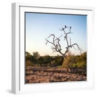 Awesome South Africa Collection Square - Three Whitebacked Vulture on the Tree at Sunrise-Philippe Hugonnard-Framed Photographic Print