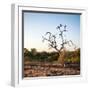 Awesome South Africa Collection Square - Three Whitebacked Vulture on the Tree at Sunrise-Philippe Hugonnard-Framed Photographic Print