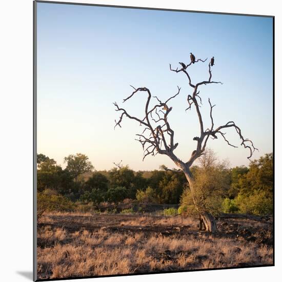 Awesome South Africa Collection Square - Three Whitebacked Vulture on the Tree at Sunrise-Philippe Hugonnard-Mounted Photographic Print