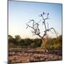 Awesome South Africa Collection Square - Three Whitebacked Vulture on the Tree at Sunrise-Philippe Hugonnard-Mounted Photographic Print