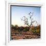 Awesome South Africa Collection Square - Three Whitebacked Vulture on the Tree at Sunrise-Philippe Hugonnard-Framed Photographic Print