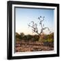 Awesome South Africa Collection Square - Three Whitebacked Vulture on the Tree at Sunrise-Philippe Hugonnard-Framed Photographic Print