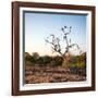 Awesome South Africa Collection Square - Three Whitebacked Vulture on the Tree at Sunrise-Philippe Hugonnard-Framed Photographic Print