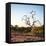 Awesome South Africa Collection Square - Three Whitebacked Vulture on the Tree at Sunrise-Philippe Hugonnard-Framed Stretched Canvas