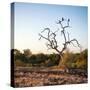 Awesome South Africa Collection Square - Three Whitebacked Vulture on the Tree at Sunrise-Philippe Hugonnard-Stretched Canvas