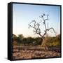 Awesome South Africa Collection Square - Three Whitebacked Vulture on the Tree at Sunrise-Philippe Hugonnard-Framed Stretched Canvas