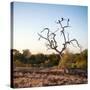 Awesome South Africa Collection Square - Three Whitebacked Vulture on the Tree at Sunrise-Philippe Hugonnard-Stretched Canvas