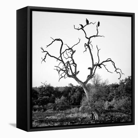 Awesome South Africa Collection Square - Three Whitebacked Vulture on the Tree B&W-Philippe Hugonnard-Framed Stretched Canvas