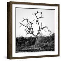 Awesome South Africa Collection Square - Three Whitebacked Vulture on the Tree B&W-Philippe Hugonnard-Framed Photographic Print