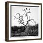 Awesome South Africa Collection Square - Three Whitebacked Vulture on the Tree B&W-Philippe Hugonnard-Framed Photographic Print