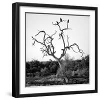 Awesome South Africa Collection Square - Three Whitebacked Vulture on the Tree B&W-Philippe Hugonnard-Framed Photographic Print