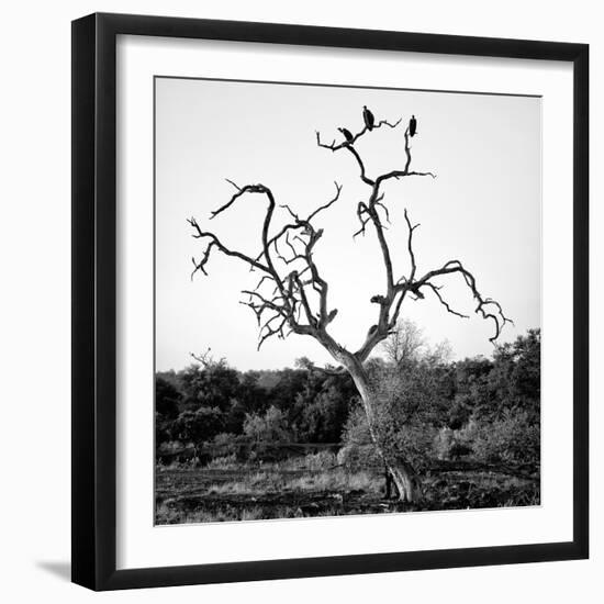 Awesome South Africa Collection Square - Three Whitebacked Vulture on the Tree B&W-Philippe Hugonnard-Framed Photographic Print