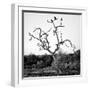 Awesome South Africa Collection Square - Three Whitebacked Vulture on the Tree B&W-Philippe Hugonnard-Framed Photographic Print