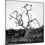 Awesome South Africa Collection Square - Three Whitebacked Vulture on the Tree B&W-Philippe Hugonnard-Mounted Photographic Print
