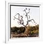 Awesome South Africa Collection Square - Three Whitebacked Vulture on the Tree I-Philippe Hugonnard-Framed Photographic Print