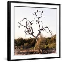 Awesome South Africa Collection Square - Three Whitebacked Vulture on the Tree I-Philippe Hugonnard-Framed Photographic Print