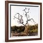 Awesome South Africa Collection Square - Three Whitebacked Vulture on the Tree I-Philippe Hugonnard-Framed Photographic Print