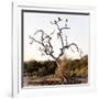 Awesome South Africa Collection Square - Three Whitebacked Vulture on the Tree I-Philippe Hugonnard-Framed Photographic Print