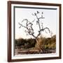 Awesome South Africa Collection Square - Three Whitebacked Vulture on the Tree I-Philippe Hugonnard-Framed Photographic Print