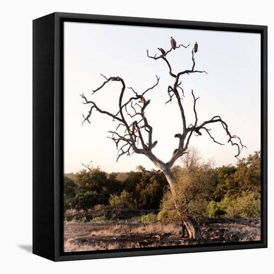 Awesome South Africa Collection Square - Three Whitebacked Vulture on the Tree I-Philippe Hugonnard-Framed Stretched Canvas