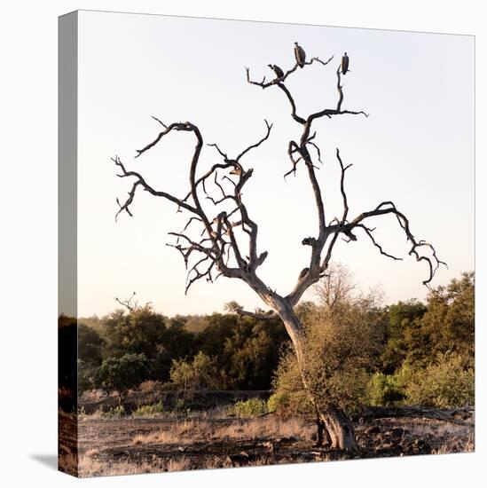 Awesome South Africa Collection Square - Three Whitebacked Vulture on the Tree I-Philippe Hugonnard-Stretched Canvas