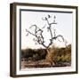 Awesome South Africa Collection Square - Three Whitebacked Vulture on the Tree I-Philippe Hugonnard-Framed Photographic Print