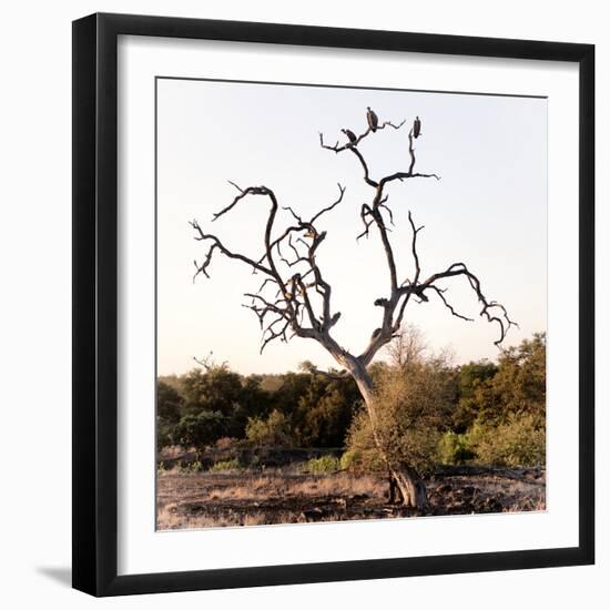 Awesome South Africa Collection Square - Three Whitebacked Vulture on the Tree I-Philippe Hugonnard-Framed Photographic Print