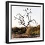 Awesome South Africa Collection Square - Three Whitebacked Vulture on the Tree I-Philippe Hugonnard-Framed Photographic Print