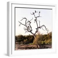 Awesome South Africa Collection Square - Three Whitebacked Vulture on the Tree I-Philippe Hugonnard-Framed Photographic Print