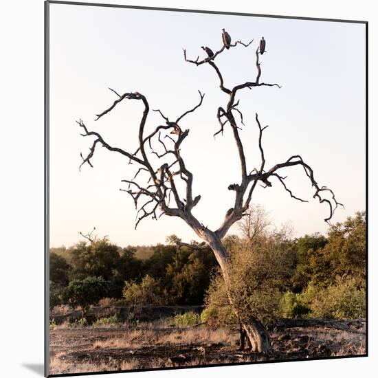 Awesome South Africa Collection Square - Three Whitebacked Vulture on the Tree I-Philippe Hugonnard-Mounted Photographic Print