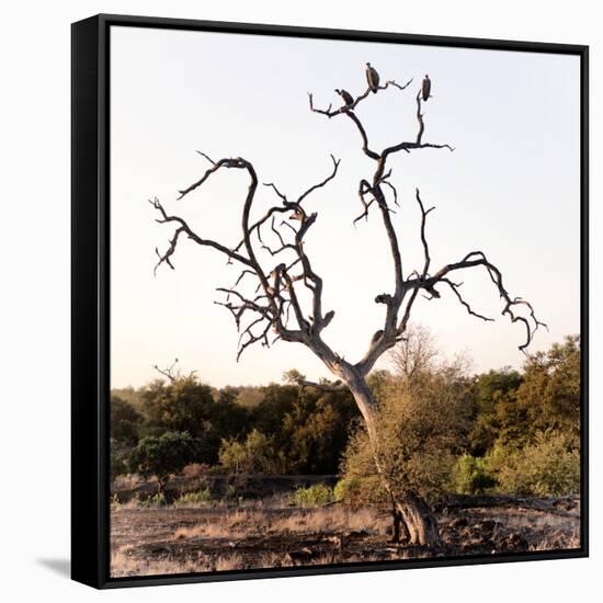 Awesome South Africa Collection Square - Three Whitebacked Vulture on the Tree I-Philippe Hugonnard-Framed Stretched Canvas