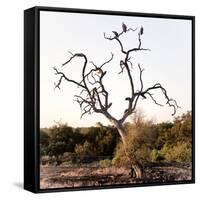 Awesome South Africa Collection Square - Three Whitebacked Vulture on the Tree I-Philippe Hugonnard-Framed Stretched Canvas