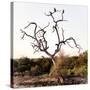 Awesome South Africa Collection Square - Three Whitebacked Vulture on the Tree I-Philippe Hugonnard-Stretched Canvas