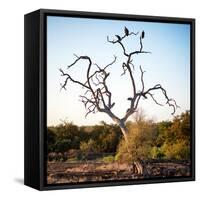 Awesome South Africa Collection Square - Three Whitebacked Vulture on the Tree-Philippe Hugonnard-Framed Stretched Canvas