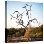 Awesome South Africa Collection Square - Three Whitebacked Vulture on the Tree-Philippe Hugonnard-Stretched Canvas