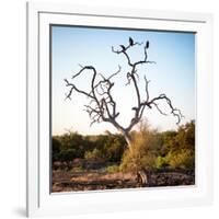 Awesome South Africa Collection Square - Three Whitebacked Vulture on the Tree-Philippe Hugonnard-Framed Photographic Print