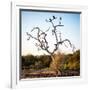 Awesome South Africa Collection Square - Three Whitebacked Vulture on the Tree-Philippe Hugonnard-Framed Photographic Print