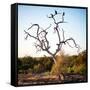 Awesome South Africa Collection Square - Three Whitebacked Vulture on the Tree-Philippe Hugonnard-Framed Stretched Canvas