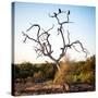 Awesome South Africa Collection Square - Three Whitebacked Vulture on the Tree-Philippe Hugonnard-Stretched Canvas