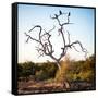 Awesome South Africa Collection Square - Three Whitebacked Vulture on the Tree-Philippe Hugonnard-Framed Stretched Canvas