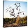 Awesome South Africa Collection Square - Three Whitebacked Vulture on the Tree-Philippe Hugonnard-Stretched Canvas